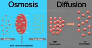 Difference Between Osmosis and Diffusion - Chemical Engineering World